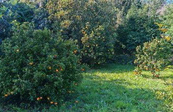 Casa do Almance - Foto 46