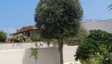 Villa Francesca - Foto 5, Garden, Garden view