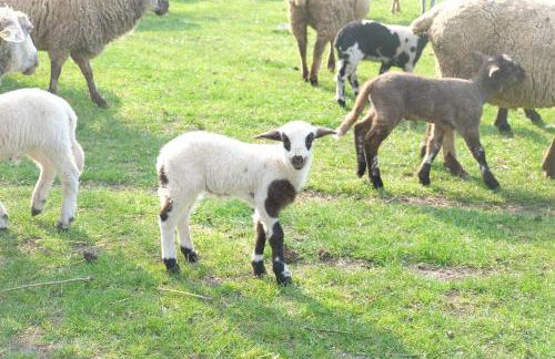 Ferienwohnung Kroppenmühle - Foto 30