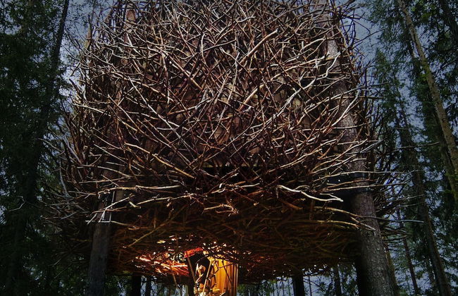 Tree Hotel - Foto 48