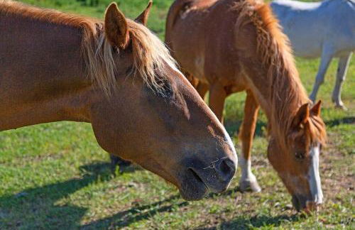 Eagle's Roost Cabin - Eden Valley - Foto 6