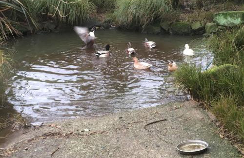 The Stable - Near St Ives Beaches Dog Friendly - Foto 31