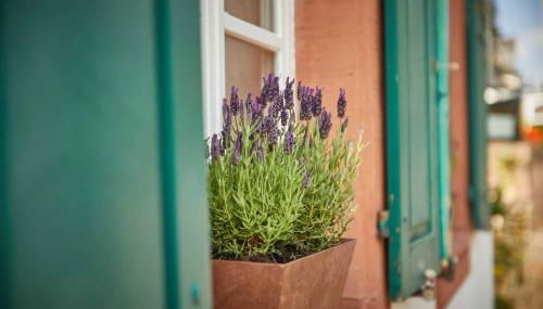 NEU!!! Moselbleibe Uferallee - Foto 4