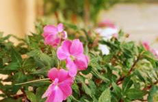 Recanto das Neves - Foto 34