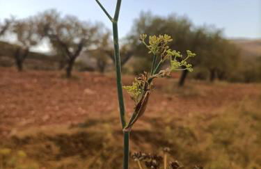 El mirador del río de Arnedillo - Foto 36