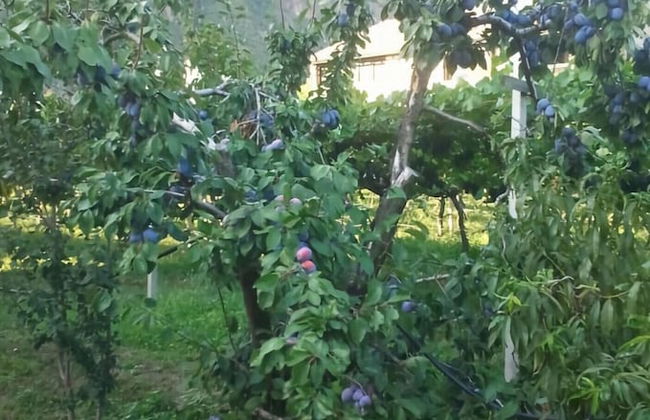 Lagrein in the Prantenbergergut - Foto 15