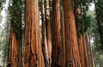 Sequoia Villa - Foto 10