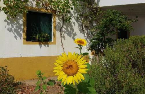 Ninho Da Poupa - Foto 67