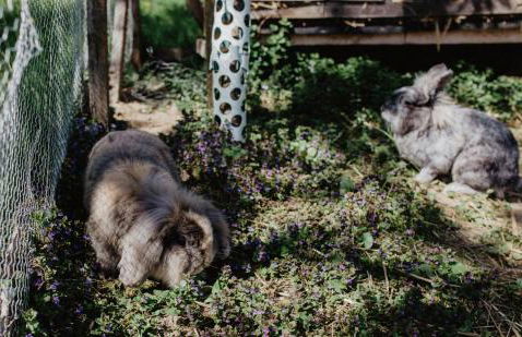 4 Sterne Ferienwohnung Hochries - Foto 12