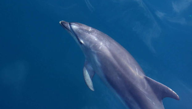 Maafushi Dolphin Watching and Snorkelling Half Day Tour - Foto 5