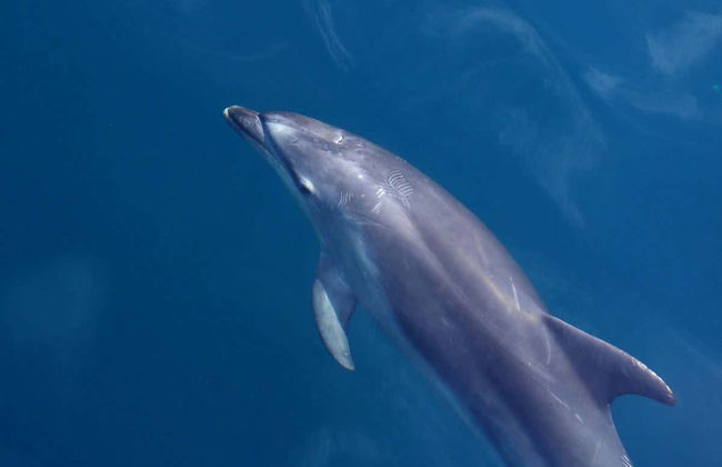 Snorkel en Maafushi + Avistamiento de delfines - Foto 5