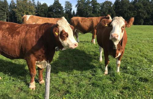 Ferienwohnungen Wagenstaller - Foto 30