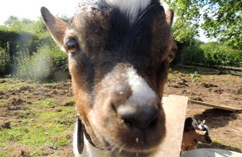 Bienvenue à La Sélinière ! - Foto 20