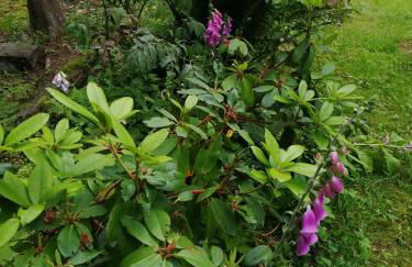 Waldhaus, Ski- und Wanderhütte - Foto 22