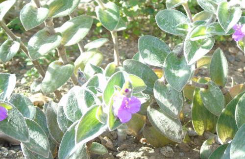 IL PERGOLATO con parcheggio privato - Foto 59