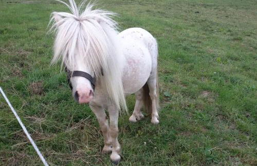 Ostseeblick im Andersenhof - Photo 16