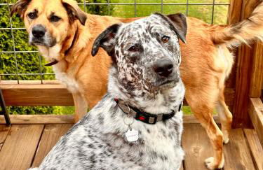 Pleasant Grove Cottages - Misty Mtn (#113) / Lazy Bear (#115) - Foto 53