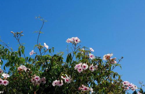 Vale do Guizo: Casa Poente on the contryside, close by the sea. - Photo 28