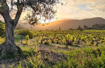 Ànima del Garraf - Photo 40