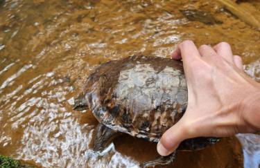 Refúgio Mata Atlântica, Riacho, Piscina, Natureza - Foto 47