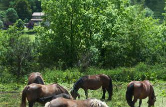 Mas Serrat de la Teia - Foto 44