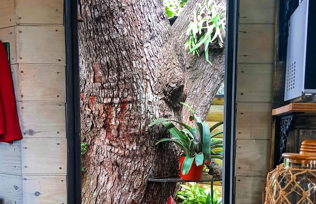 Quinta Pavo Real Complex by Acomodo - Photo 16