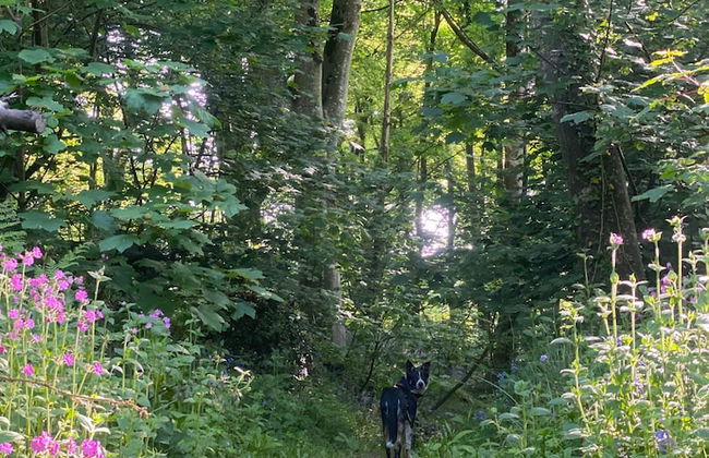 Original Vintage Spirit Alpine Caravan Anglesey - Photo 9