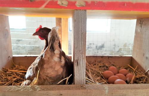 Ferienhof Almfrieden - Photo 24