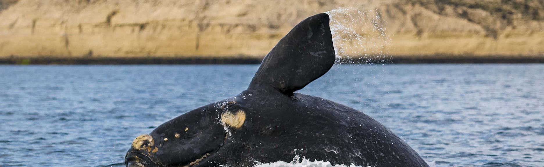 Whale Watching in Valdes Peninsula