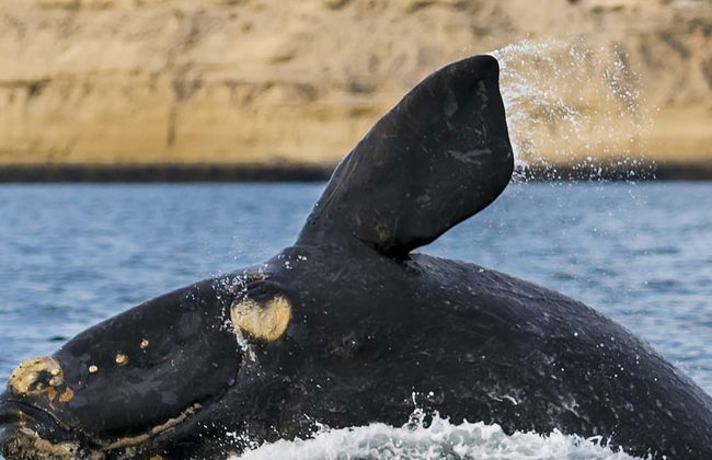 Observation de baleines dans la Péninsule Valdés - Photo 1