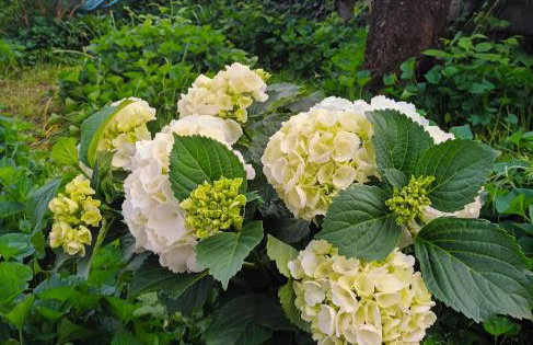 Jane's Garden - Foto 24