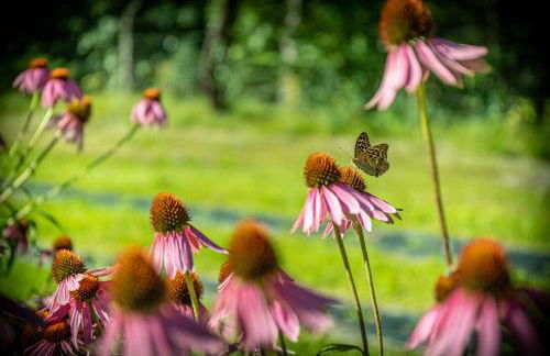 Bosc del Meneghì - Foto 52