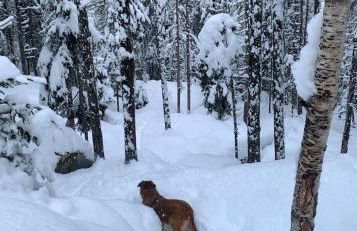 Apartment Chinook,La Praz,Chamonix Mont Blanc - Photo 35