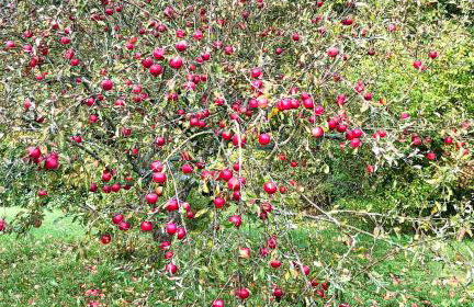 Apple Tree House - Foto 52