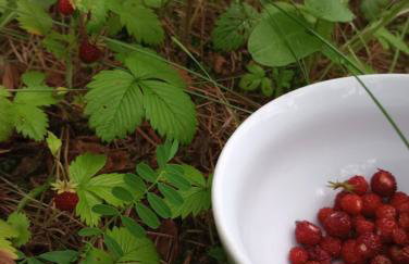 Agroturystyka AMiG - Foto 20