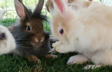 Mariolas Tinyhouse - Foto 36