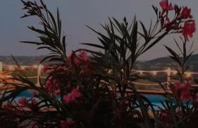 Il giglio perlato - Foto 21