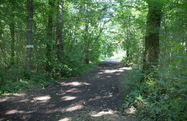 Durbuy Forest Villa With Pool - Foto 38