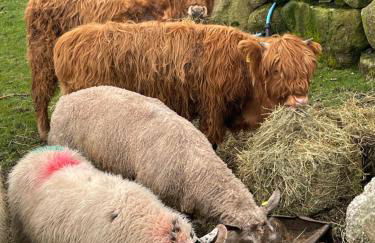 Carrick Cottage - Mourne Mountains - Photo 6