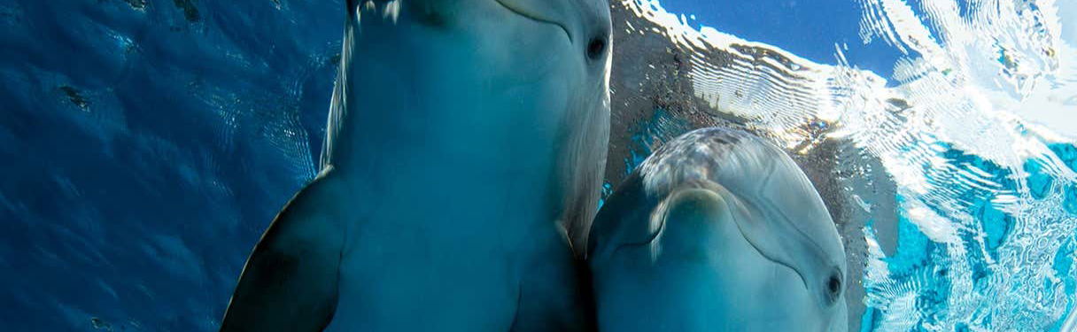 Entrada al Acuario Marino Clearwater