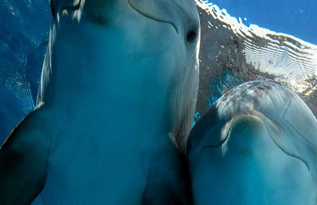 Clearwater Marine Aquarium Ticket - Photo 1