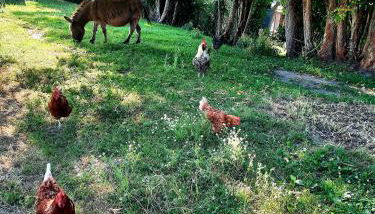 Chez Papi à Lascaux - Foto 2