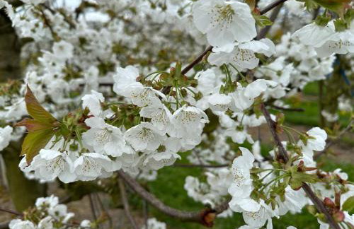 Obsthof Mainberger - Foto 14