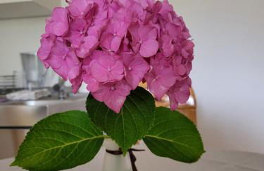 Ferienwohnung Sonnenschein - Photo 8