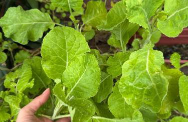 Chalé verde - vila do Abraão - Foto 22