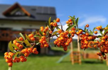 Leśny Domek - Foto 59