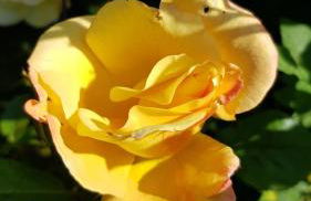 Haus Rosengarten mit Sauna - Foto 18