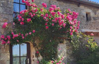 Domaine les roses du vieux chai - Foto 48