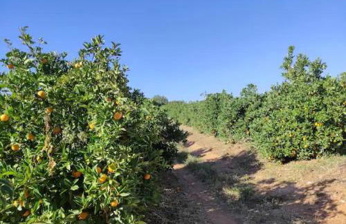 Monte da Bisa - Tavira - Foto 22