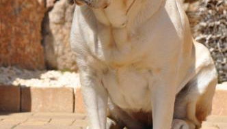 Alojamiento Ada - Foto 4